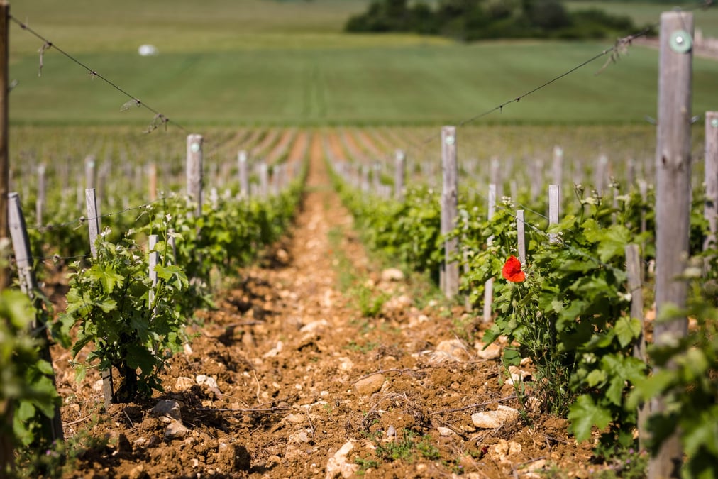La typicité fraîche et acidulée du sauvignon, ici dans l’appellation de Pouilly fumé dans la Nièvre, est menacée comme tous les cépages par les effets du dérèglement climatique.