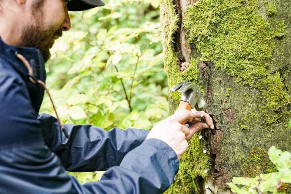 Pendant le festival "des bâtons dans les routes" organisé en mai dernier sur le tracé du contournement Est, un militant plante des clous dans un arbre pour freiner le travail des tronçonneuses, en opposition à la destruction de parcelles forestières.