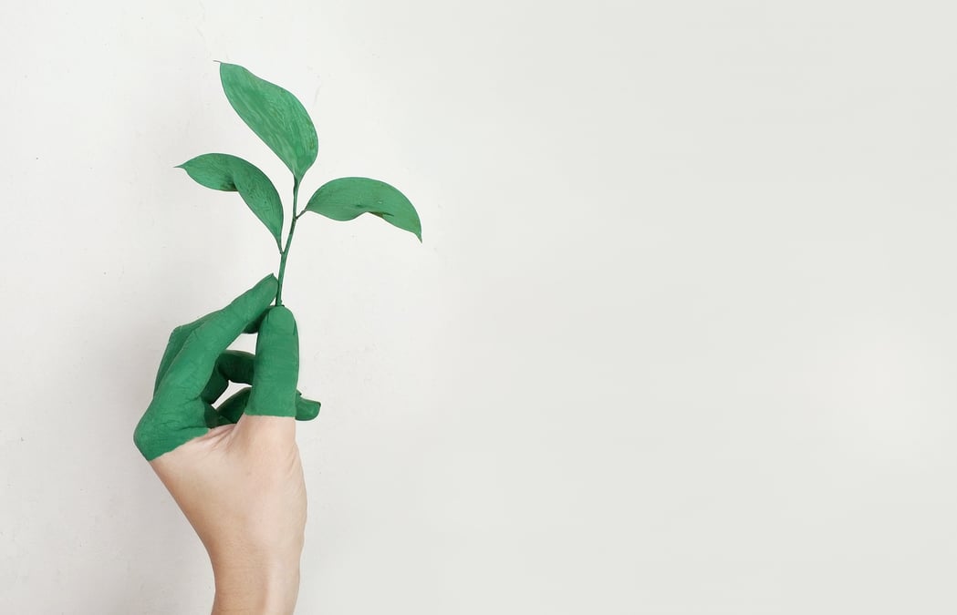Plante
