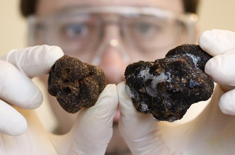 La truffe française convoque la science contre sa cousine chinoise