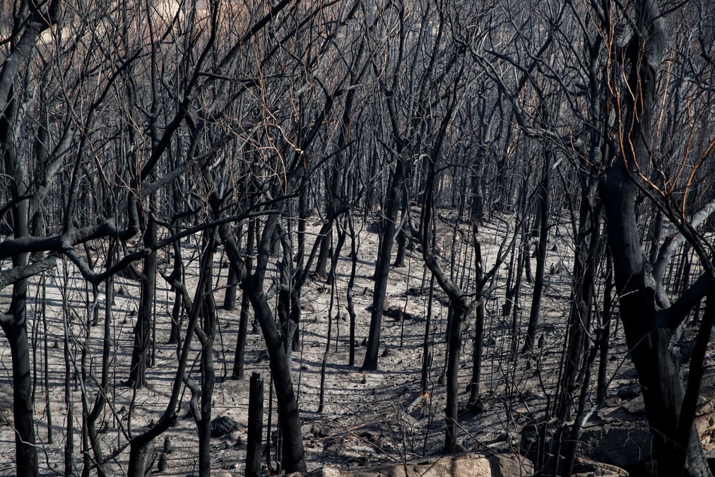 Le paysage brule autour du kangaroo valley bush retreat apres un incendie de foret, en australie