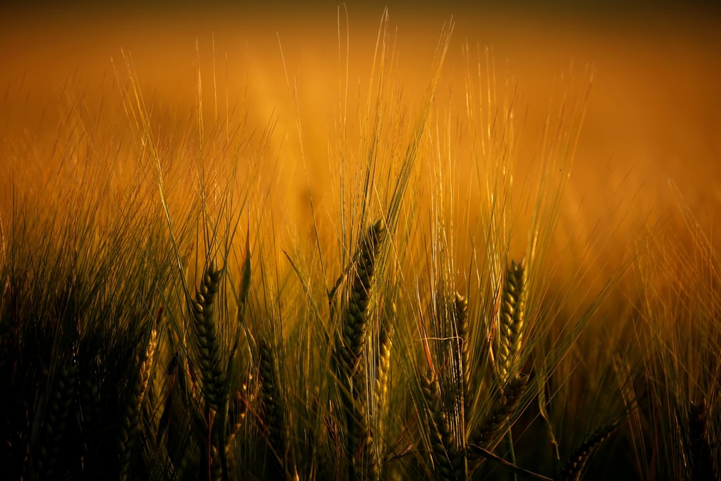 Impact limite de la canicule sur la recolte de cereales dans l'ue