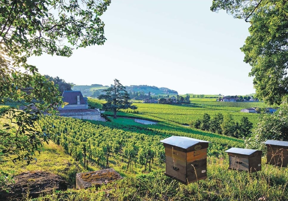 À Saint-Émilion (Gironde), le domaine viticole du Château Fonplégade est certifié en agriculture biologique et en biodynamie.