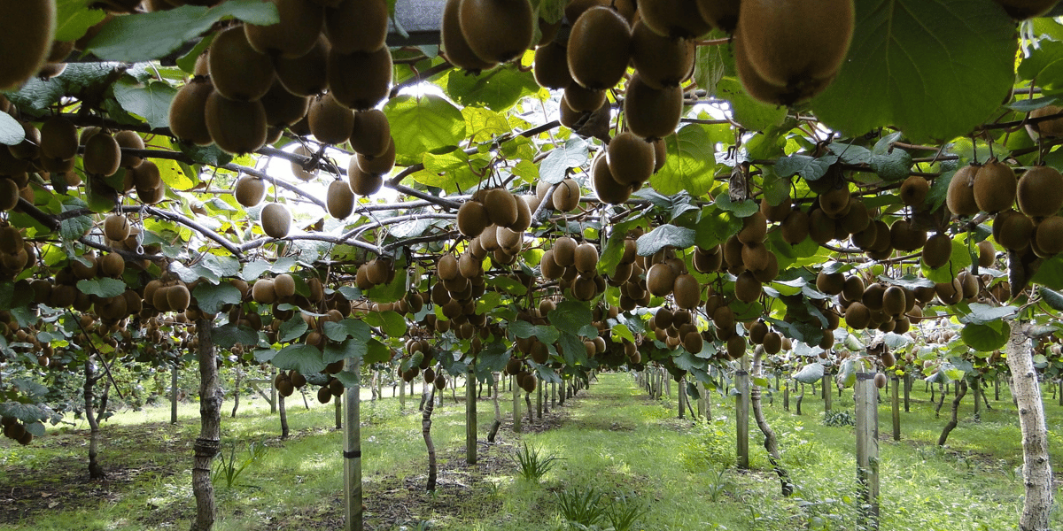 Kiwis