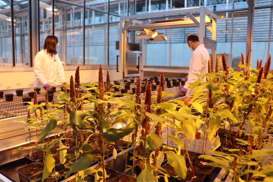La startup toulousaine Micropep vient de boucler un tour de table de près de 30 millions d'euros.