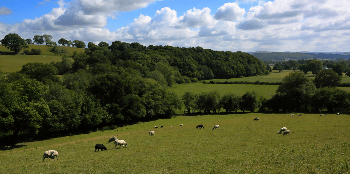 agriculture