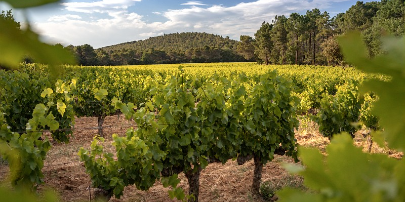A l'heure actuelle, le syndicat des Côtes du Rhône estime que 2.000 à 4.000 hectares de vignes de son appellation pourraient être concernées par cette mesure, sur un total de 27.000 hectares de vignes.