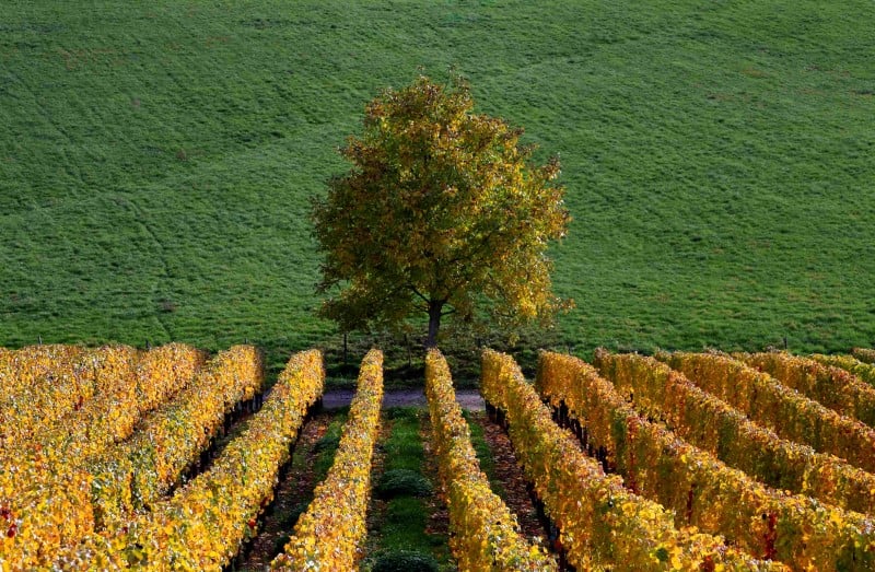 La viticulture a les moyens de s'adapter au changement climatique
