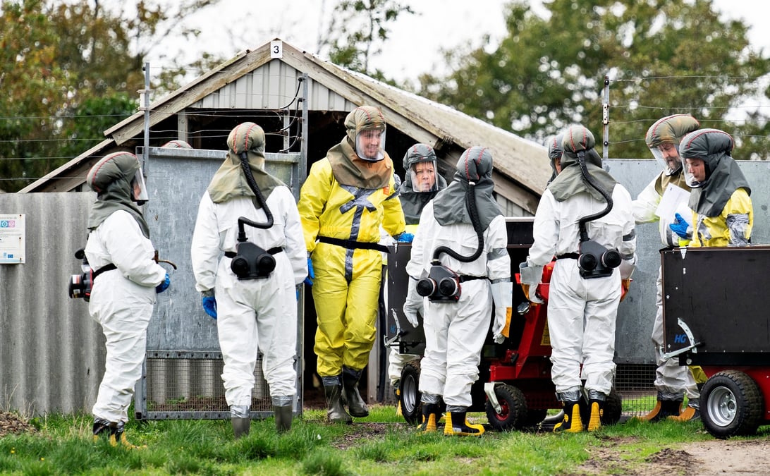 Le danemark denombre 214 contaminations aux coronavirus mutants lies au vison