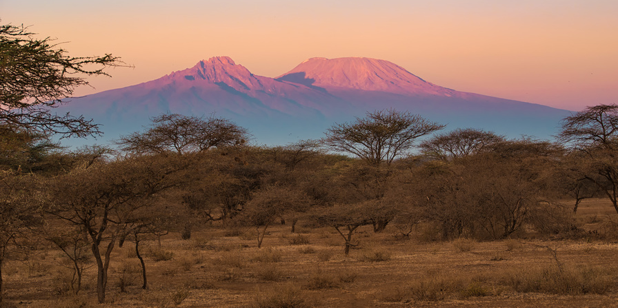 ALTDE_Biocarburant, le Kenya mise sur la noix de croton savane tourisme