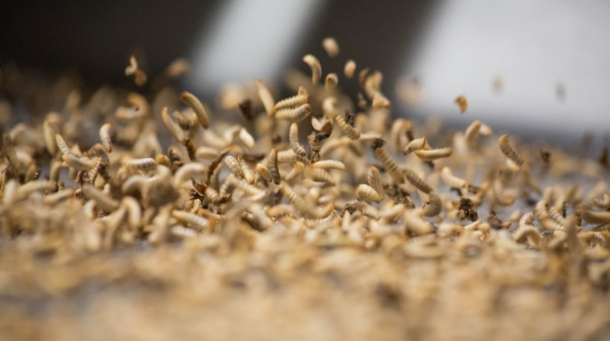Agronutris avait réussi à lever 100 millions d'euros en 2021.