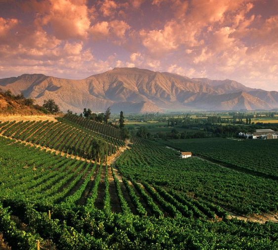 vins vignobles Argentine