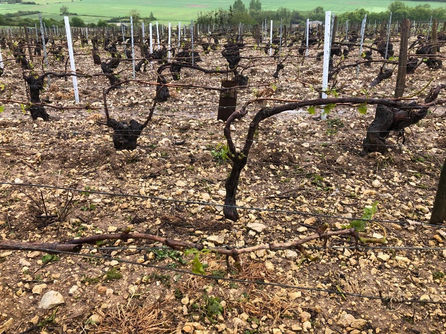 Un pied de vigne dans le Chablis détruit par la grêle