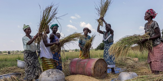 récolte riz agriculture femmes burkina faso