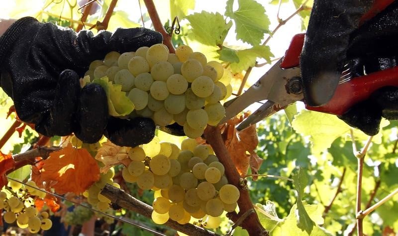 Le vignoble de bordeaux veut en finir avec les pesticides