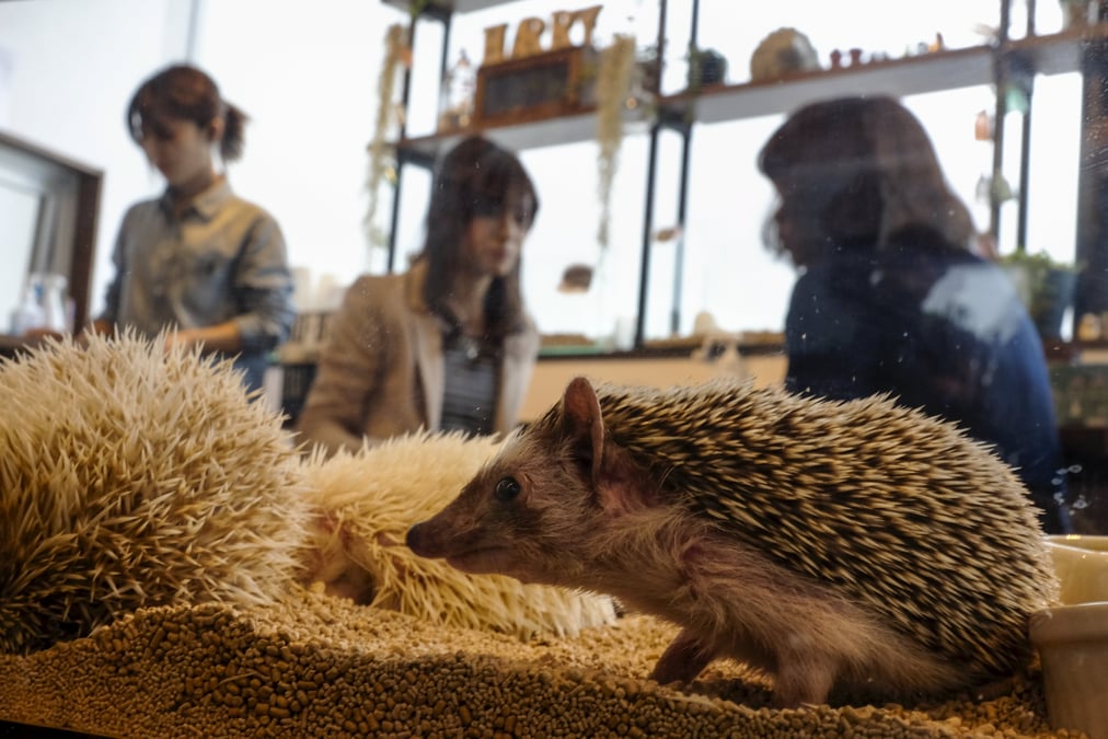 Un bar a herissons a tokyo