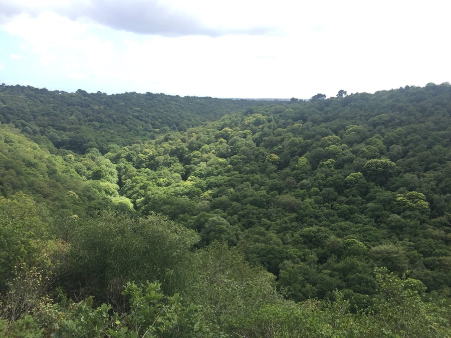 Neosylva vise la gestion de 100.000 hectares de forêt d'ici 15 ans.