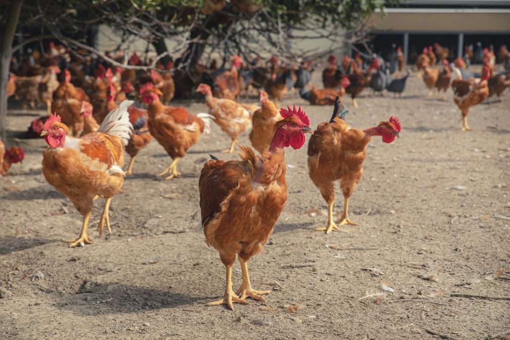 L'Etat prendra en charge « 70% des coûts générés par les trois premiers mois » de cette campagne 2024-2025, a annoncé ce mardi le ministère de l'Agriculture.