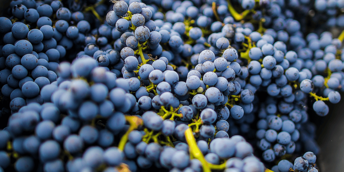 Le vrac de vin bio se vend nettement plus cher que les bordeaux classiques.
