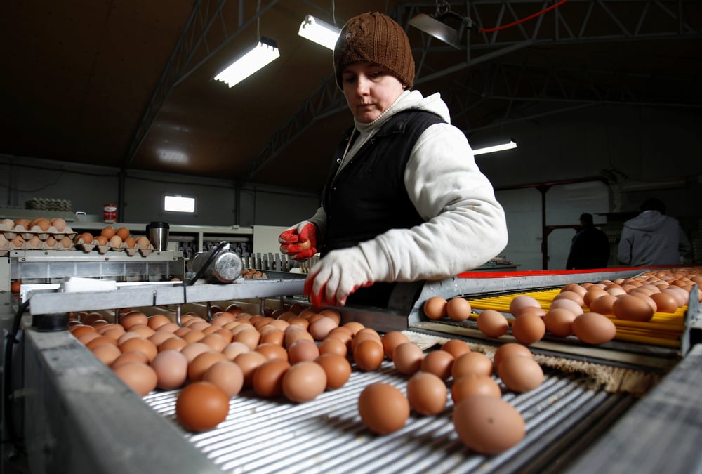 La grippe aviaire touche des elevages de pres de 650.000 volailles en pologne