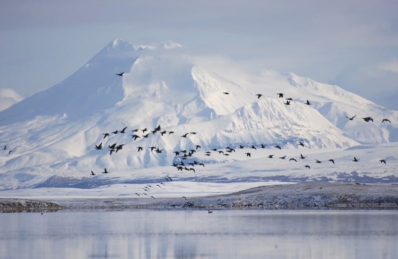 L'Alaska abrite un espace naturel vital pour des populations de grizzlys, d'ours polaires, de caribous et de centaines de milliers d'oiseaux migrateurs.