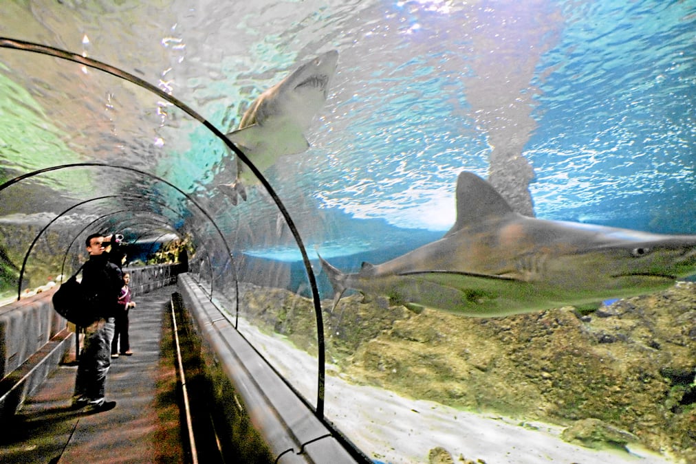 Un homme filme des requins le 12 février 2006 au Marineland d'Antibes, premier zoo marin d'Europe, propriété de son fondateur, le Comte Roland de la Poype, et de sa famille, qui cherche un acquéreur, a-t-on appris le 14 février 2006 de sources concordantes. AFP PHOTO PASCAL GUYOT