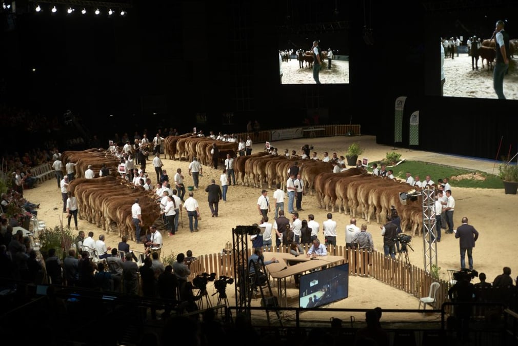 Concours de bovins
