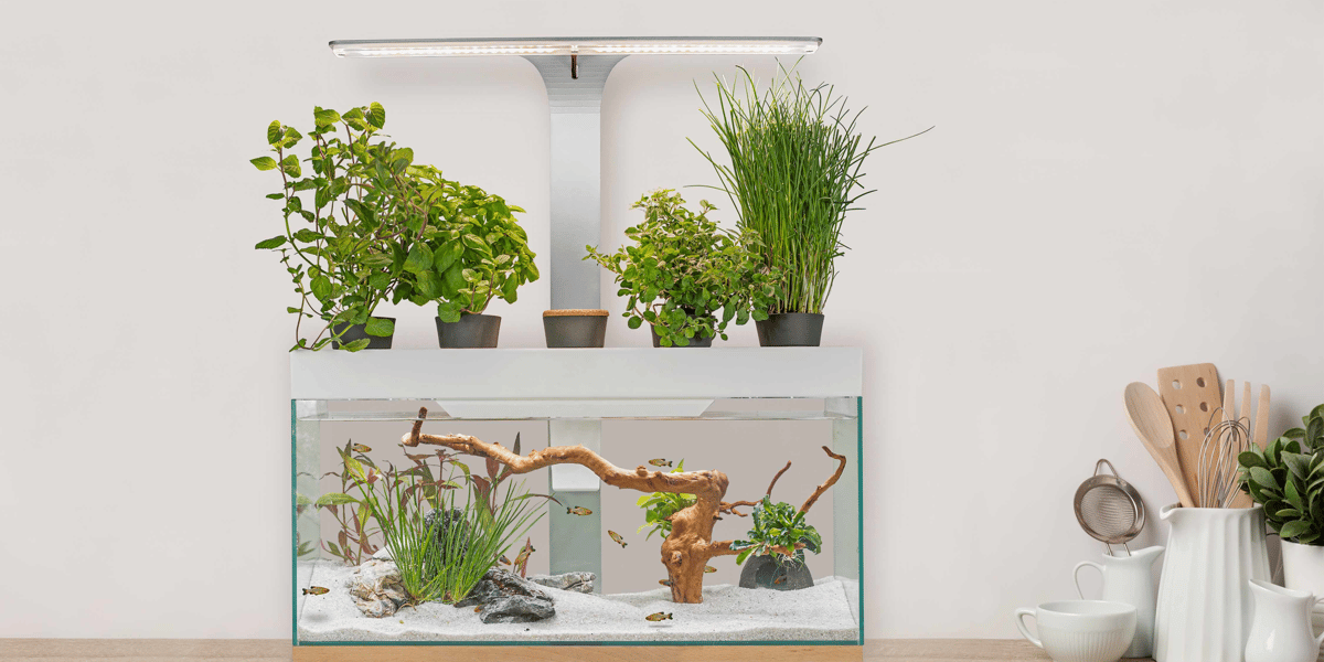 Nénufarm voit l'année 2024 comme une année test pour son aquarium potager durable.