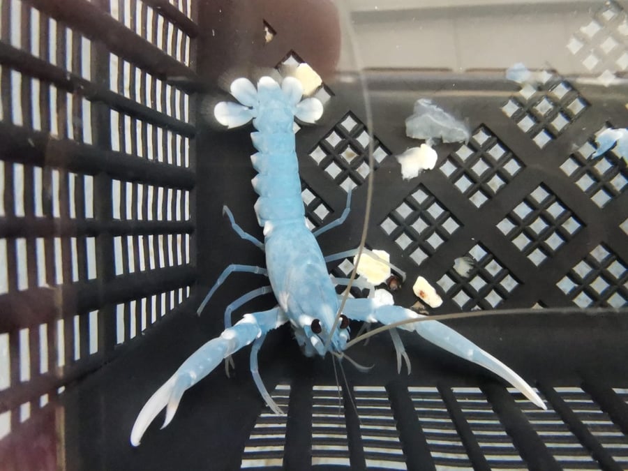Homards élevage indoor