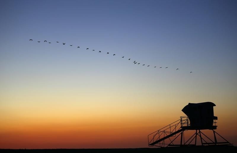 La moitié des populations d'espèces sauvages ont disparu