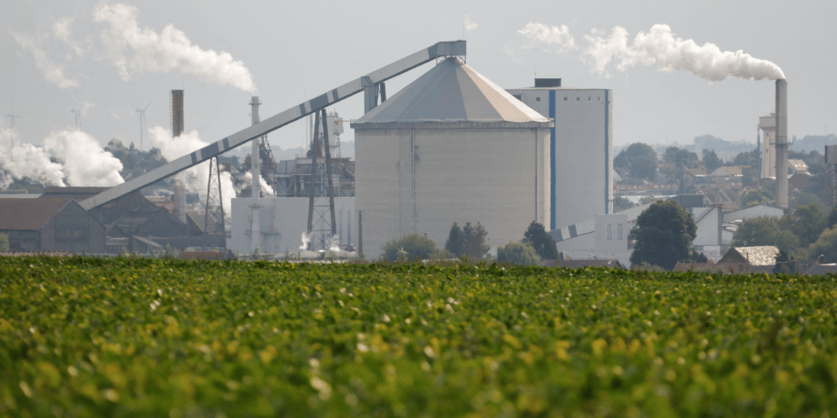 sugar beet, sucrerie, Tereos, betterave à sucre,