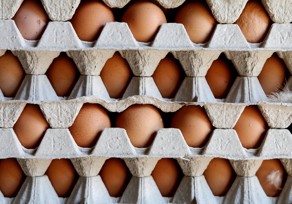Le scandale du fipronil a coute 33 millions d'euros aux eleveurs neerlandais