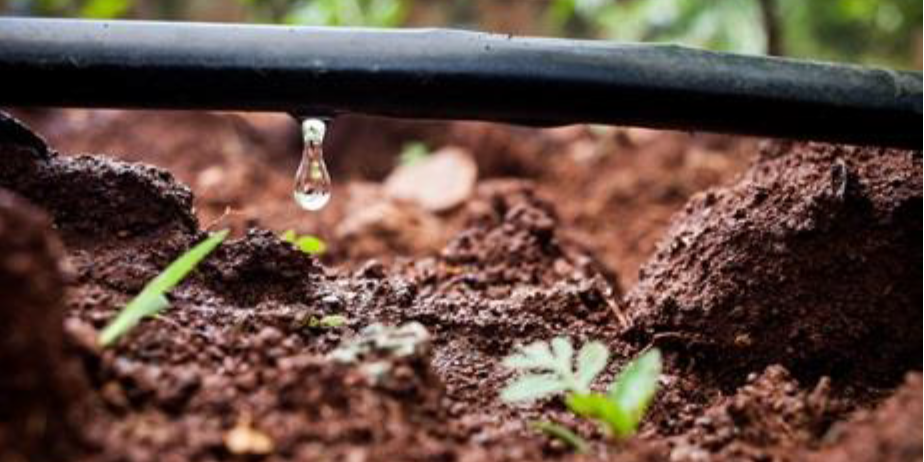 Le nouveau schéma d'irrigation concernera 22 000 ha de vigne, pour l'essentiel