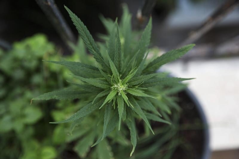 L'Uruguay envisage la culture de cannabis en terrain militaire