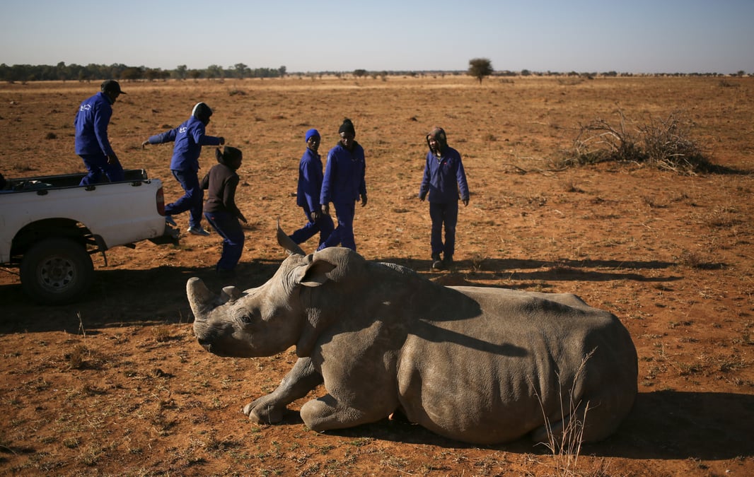La premiere vente aux encheres de cornes de rhinoceros ouvre en afrique du sud