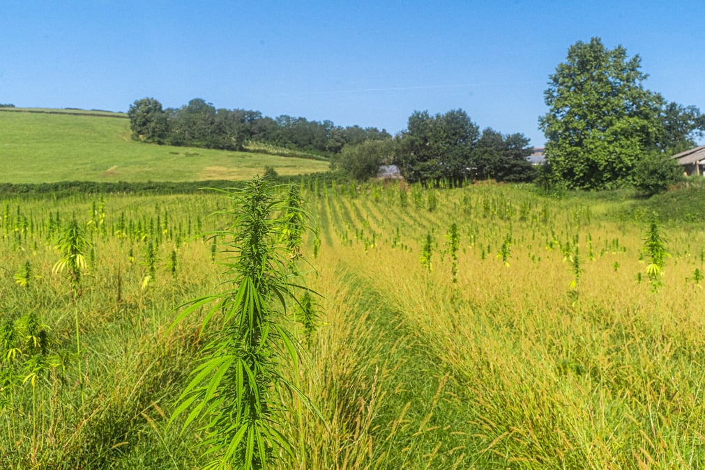 Le géotextile vert produit dans l'Ariège aura pour matière première la fibre de chanvre.