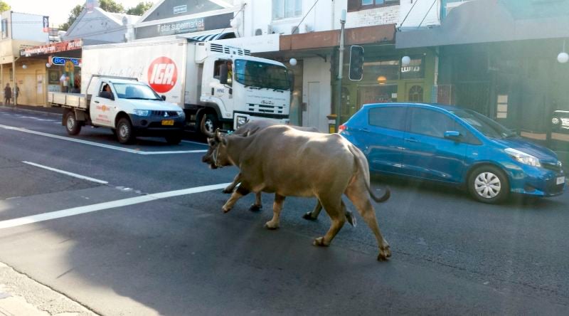 Cavalcade de buffles dans les rues de Sydney