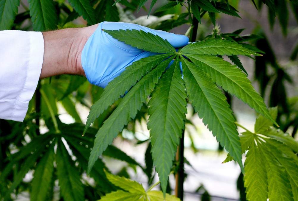 Autorisés depuis 2017 en Allemagne, les médicaments à base de cannabis thérapeutique sont utilisés par 250.000 patients en 2024 et représentent un marché annuel d’un demi-milliard d’euros.