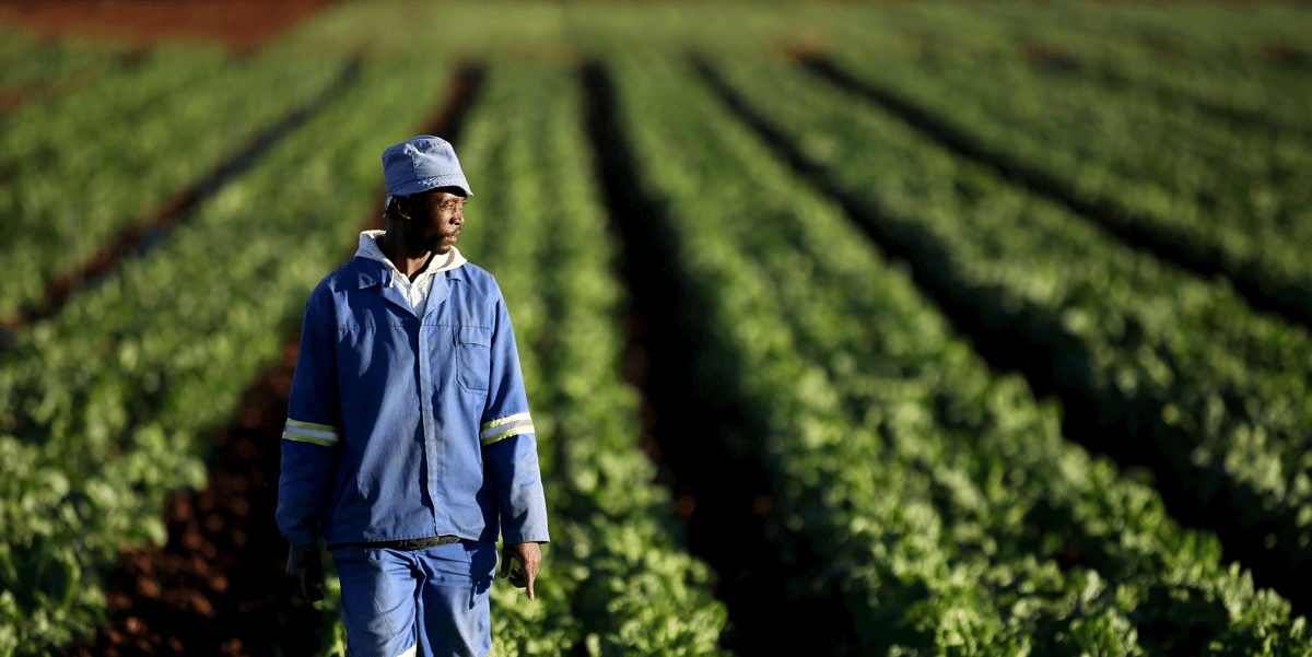 Agriculture plantation agriculteur terre ferme