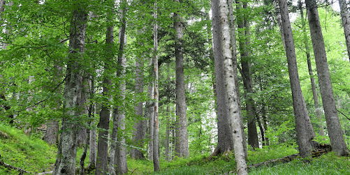 forêt