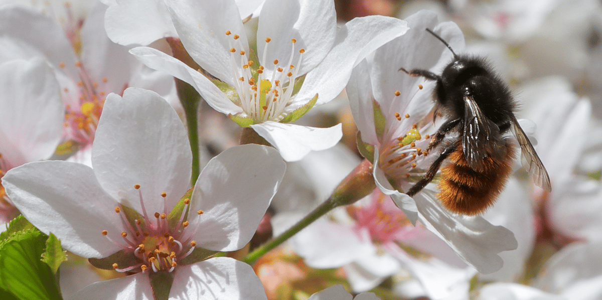 L'ue interdit trois pesticides dangereux pour les abeilles