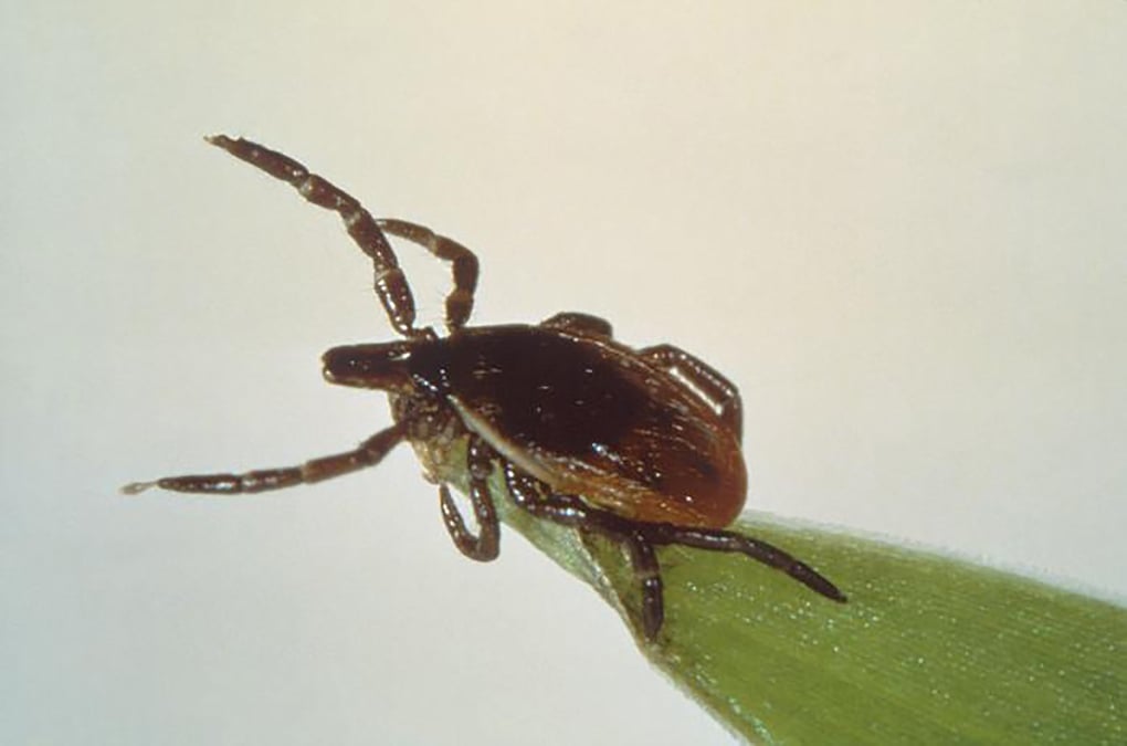 maladie de Lyme, tique, parasite, borrelia, bactérie,