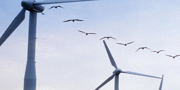 Biodiv-Wind (Béziers) a développé la solution SafeWind pour réduire le risque de collision entre les pales d'éoliennes et les oiseaux