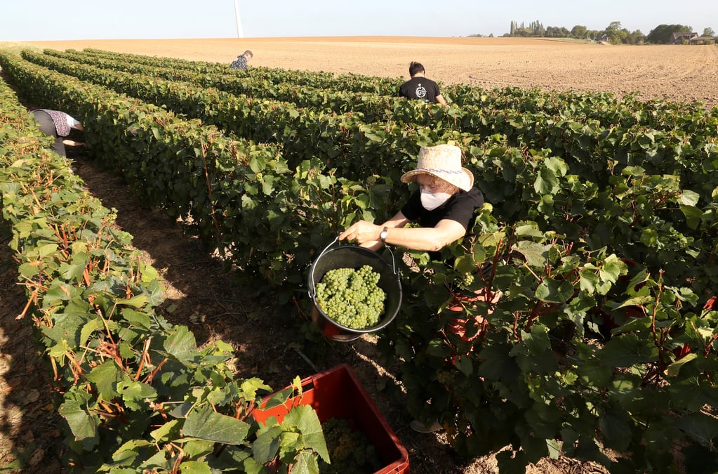 La crise du coronavirus pese sur la production mondiale de vin