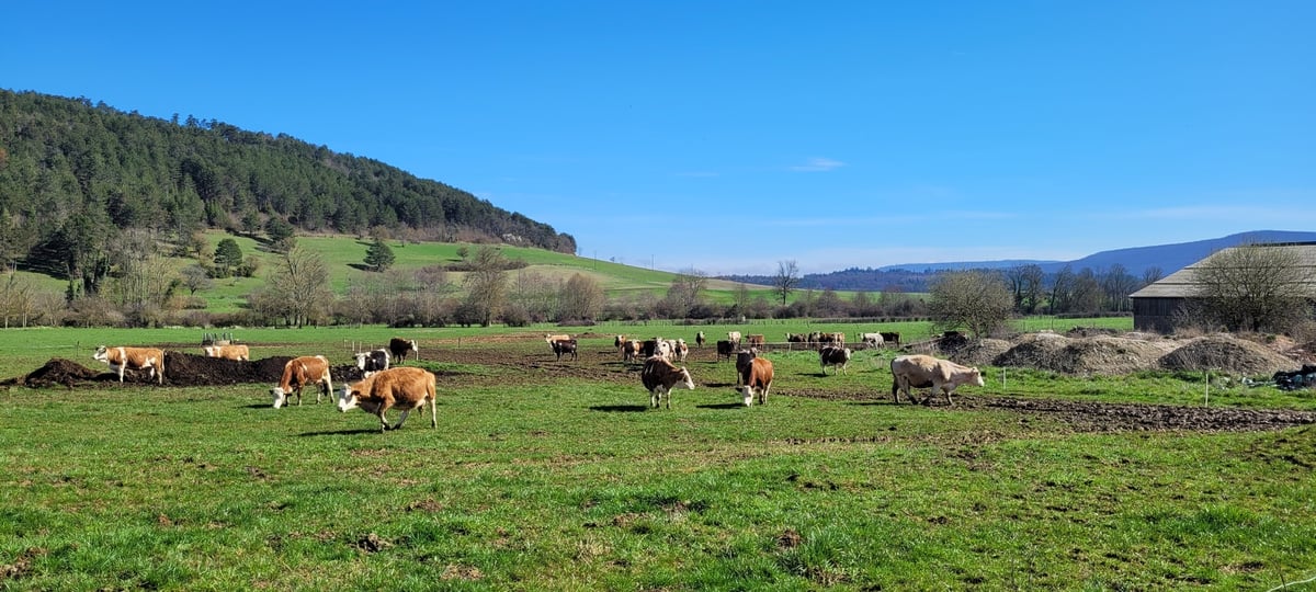 Les vaches laitières de la ferme bio de Samuel Bulot, à Prâlon, en Côte-d'Or