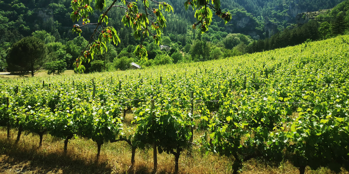 En Lozère, le massif cévenol compte aujourd'hui une dizaine de vignerons cultivant une quinzaine d'hectares en altitude.