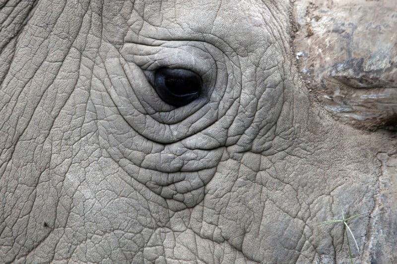 Mort au kenya du dernier rhinoceros blanc male du nord au monde