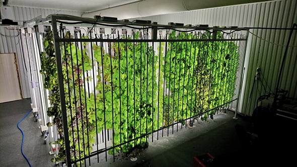 Prima Primorer, une ferme de production de plantes aromatiques et florales en Suède, où les conditions climatiques, la lumière et l'irrigation sont contrôlées pour produire toute l'année.