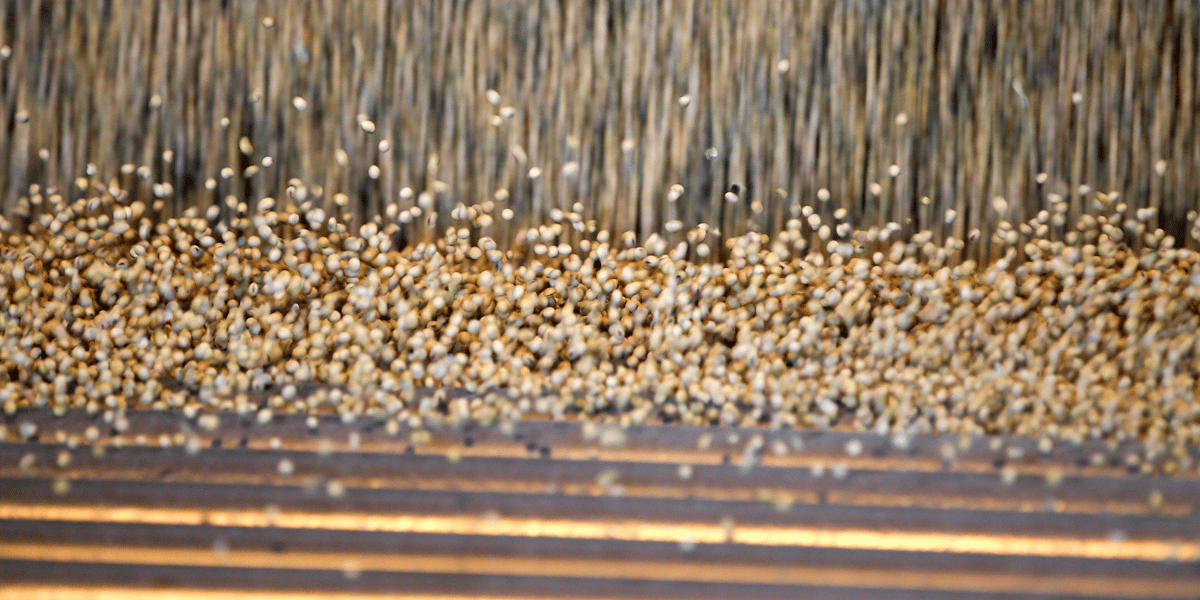 4,8 millions de tonnes de soja utilisées tous les ans pour nourrir les consommés en France.