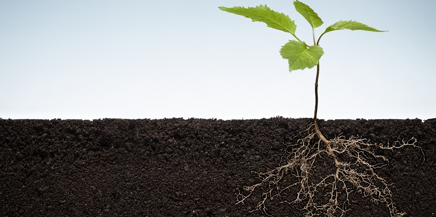 Scanorhize, sorte de caméra enterrée dans le sol, EST capable de réaliser des images du système racinaire de manière dynamique pour observer l'évolution des sols et comprendre l'impact d'un fertilisant, mais aussi de la sécheresse ou de l'irrigation.